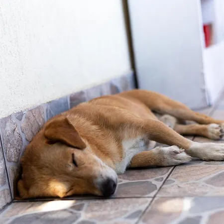 Guest house Primavera