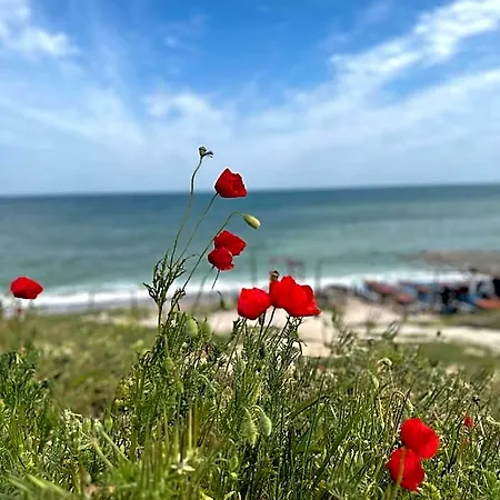 Primavera 4* ואמה וקה
